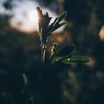 Green leafed plant during daytime